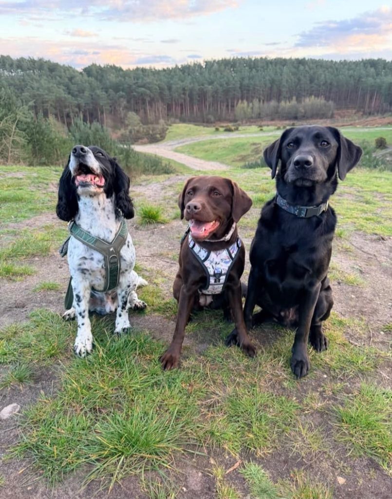 Three happy dogs