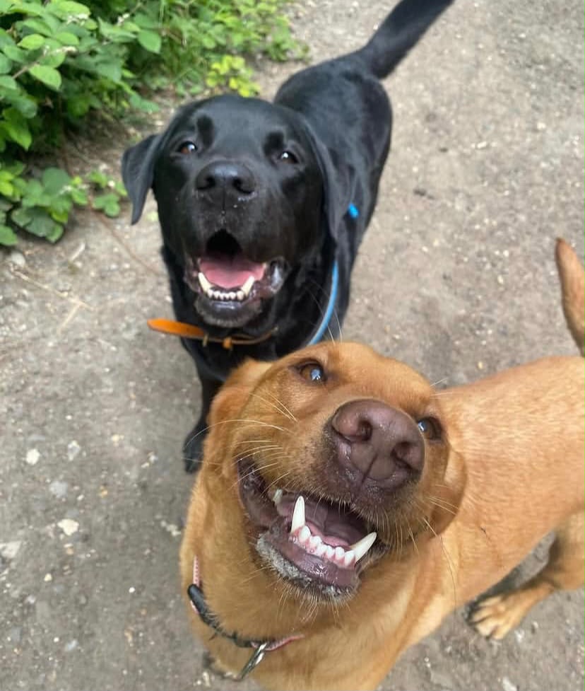 black and gold labs