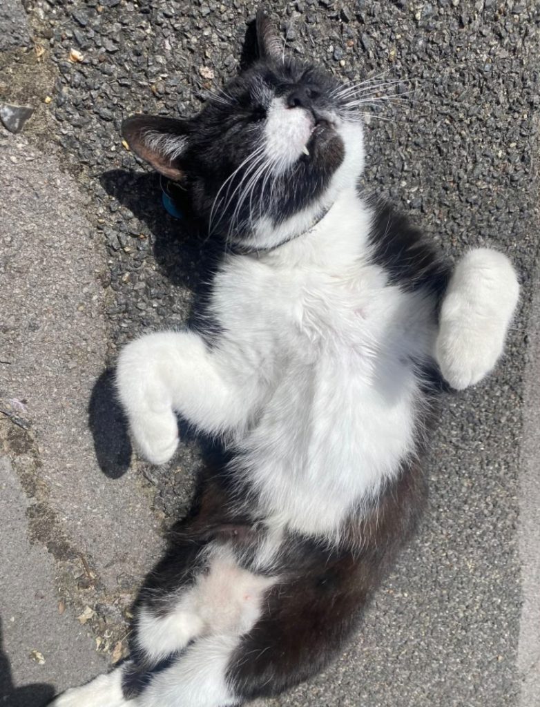 cat laying down
