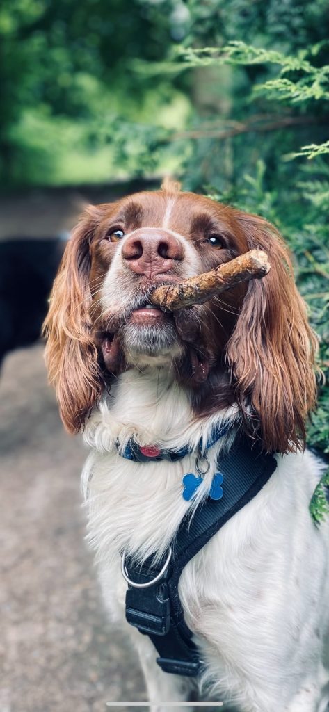 dog with a stick