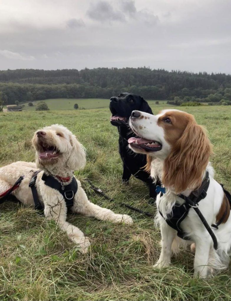 three dogs having walkies