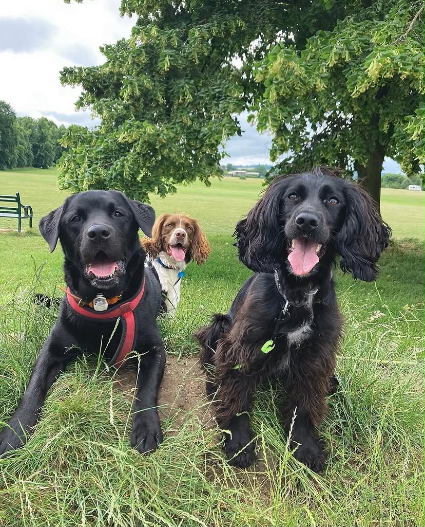 two happy dogs